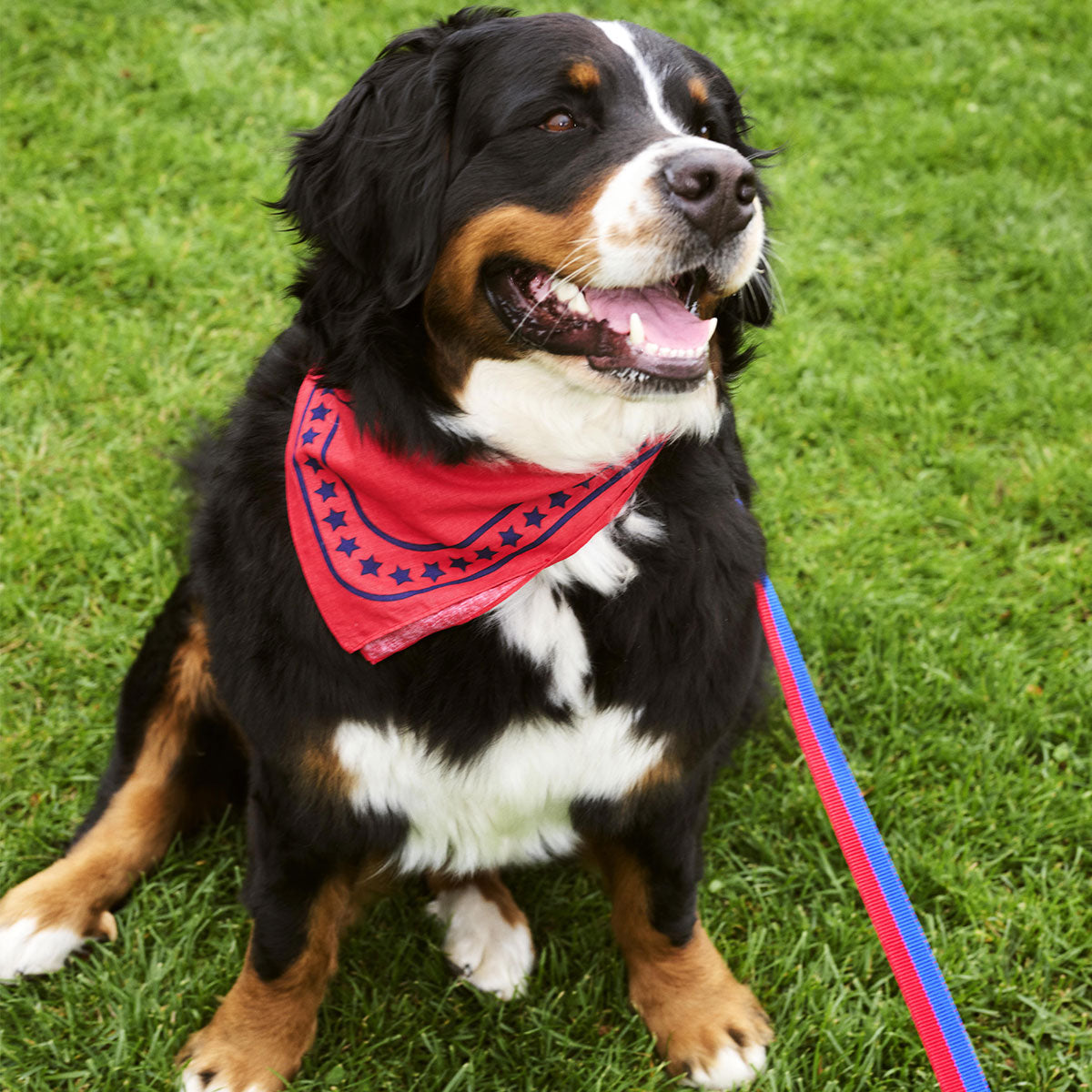 Hay - Dogs Scarf - Taninihome.com